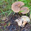 Ядовитые грибы млечники (с фото) Грибы с млечным соком съедобные
